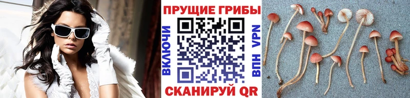 Псилоцибиновые грибы MAGIC MUSHROOMS  Купить закладки  Голицыно 